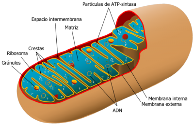 mitocondria y HIIT