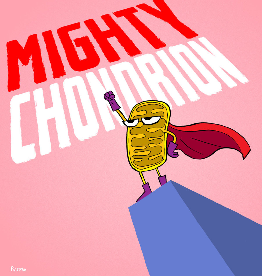 mitocondria y HIIT